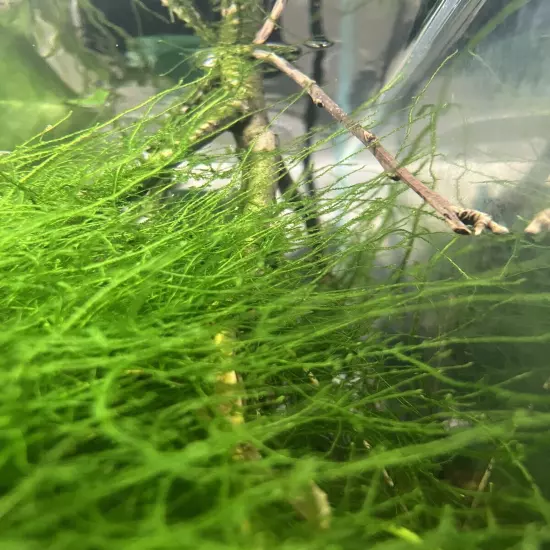 Java Moss - Live Aquarium Plant Buy 2 Get 1 Free