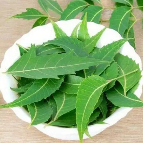 Freshly Picked Dried NEEM LEAVES Ceylon Herbal Pure Organic Premium Quality Herb