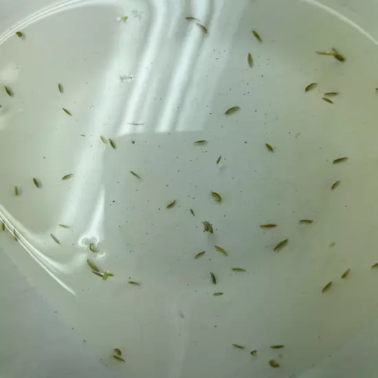 50+ Live Scuds- Food/Cleanup Crew- Freshwater Gammarus/Amphipods