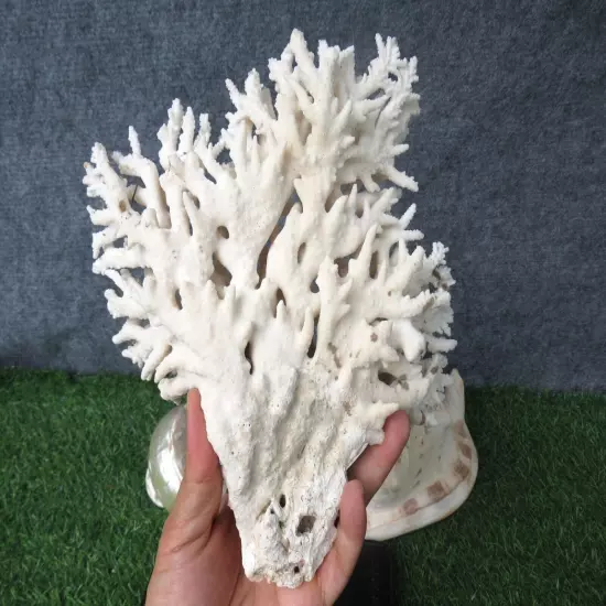 950G Natural Real Sea Coral White Reef Aquarium Decor Coral Home Decoration