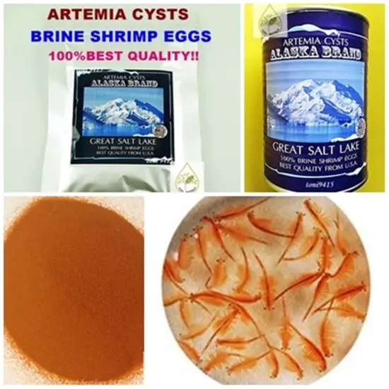 BEST Artemia Cysts 50g. Brine Shrimp Egg 100% ALASKA USA PREMIUM Quality 90%