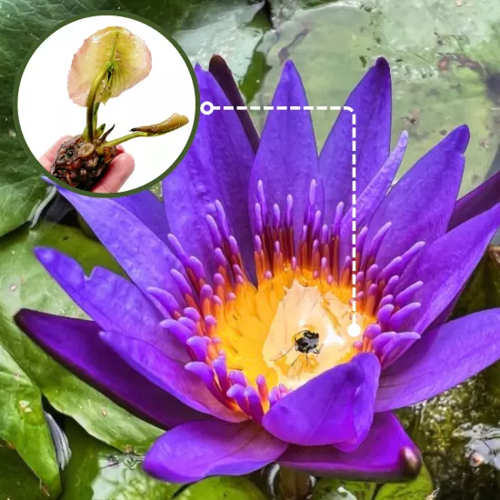 Buy2Get1Free Blue Emerald Tropical Waterlily Live Freshwater Plants Pond Flower