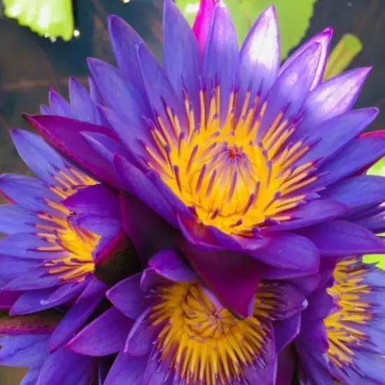 Organic Blue Lotus Petals & Stamens Cut Pre-Ground Nymphaea caerulea Lucid Dream