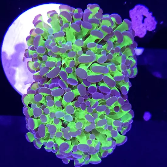 WYSIWYG, Frogspawn 2 Heads, Euphyllia, LPS