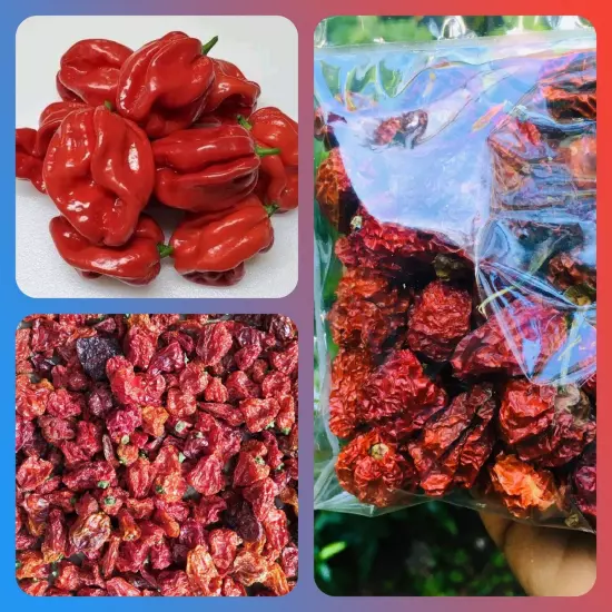 200 Whole Dried Carolina Reaper Pepper Pods World Hottest Best Quality