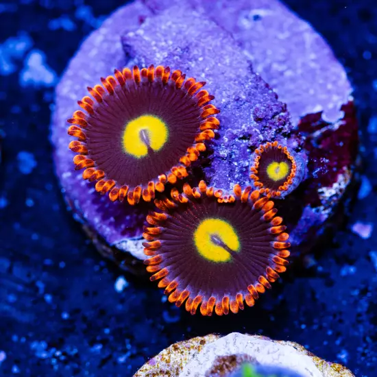 WWC Flaming Sun Zoanthids, WYSIWYG Coral