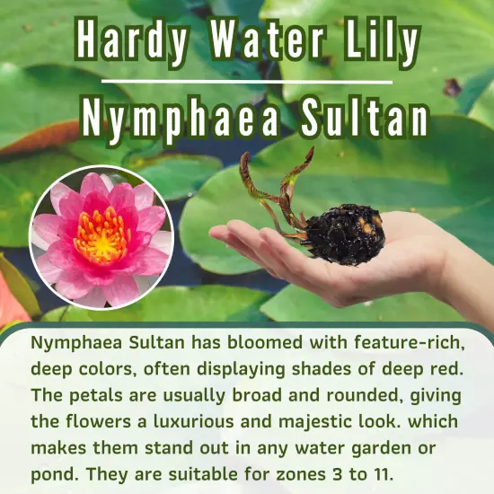 Buy2Get1Free Red Sultan Hardy WaterLily Tuber Live Freshwater Plant Pond Flower