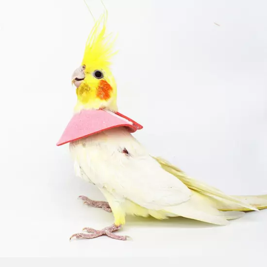 Parrot Protection Cone Neck Birds Elizabethan Collar Recovery Collar Bird Cloak