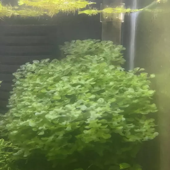 BUY 2 GET 1 FREE - Pellia Moss (Subwassertang) - Easy Live Low Maintenance