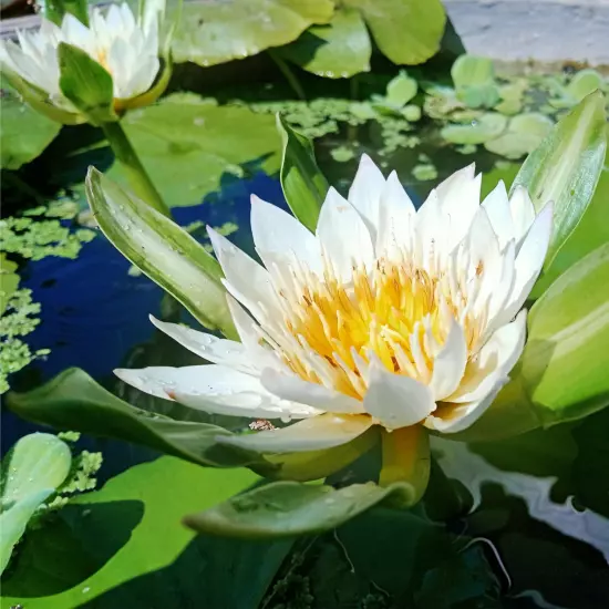 Buy2Get1Free White Thammanoon Tropical Waterlily Live Fresh Plants Pond Colorful