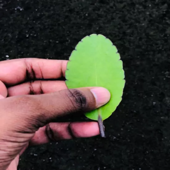 100% Ceylon Fresh For Planting Leaves-Miracle Leaf of Life live