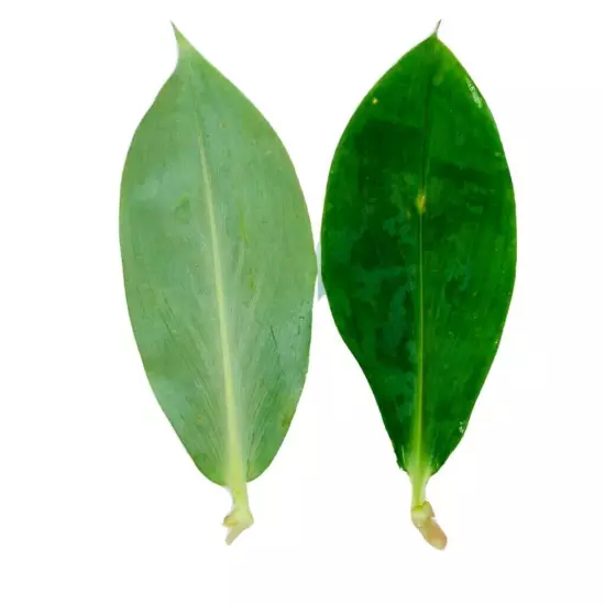 Ceylon Organic Insulin Plant Dried Leaves dried ( Costus Igneus ) Thebu