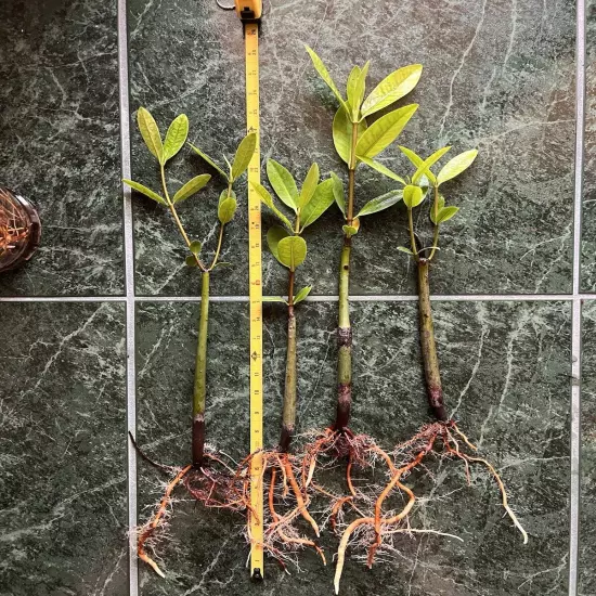 24-28"+ XXL EXTRA LARGE Red Mangrove Live SINGLE Plant Saltwater Marine Macro