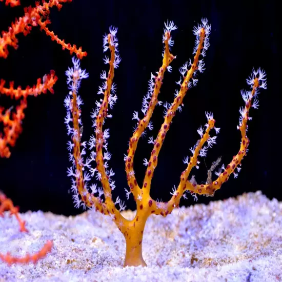 Live Coral Robbie's Corals Orange Finger Gorgonian 3"-3.5"Diodogorgia nodulifera