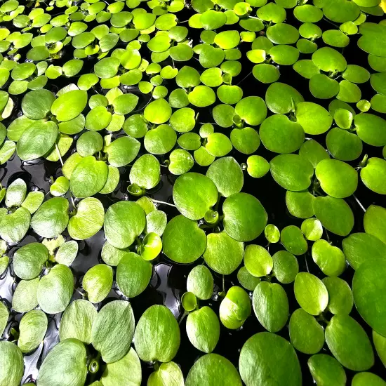 200+ Leaf Frogbit BUY 2 Get 1 FREE - Floating Aquatic Plant - HEALTHY AND GREEN