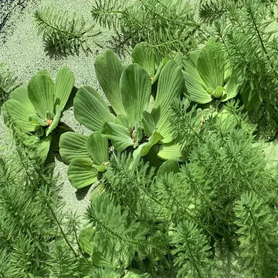 Water Hyacinth / Lettuce /Parrot Feather & Duckweed Aquatic Floating Pond Plant