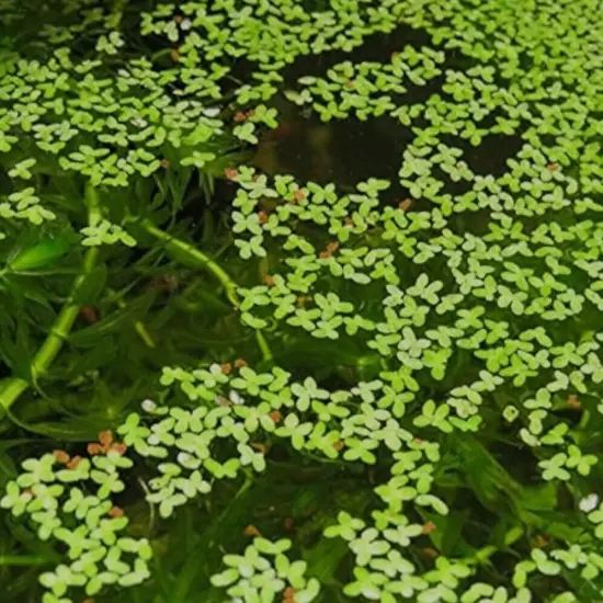 3500+ Plants Duckweed Live Plant BUY2GET 1 FREE! Aquarium-FREE SHIPPING! 