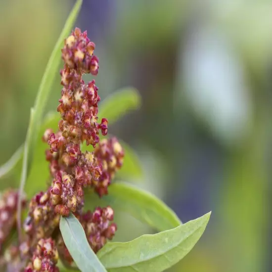 Organic Tri-Color Quinoa — Non-GMO, Raw, Whole, Kosher, Sirtfood, Sproutable