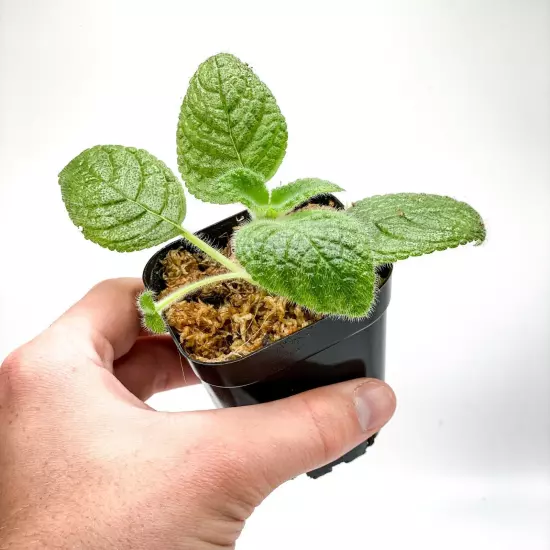 Episcia sphalera (2.5" Pot) / Live Terrarium Plant / Houseplant / Rare Plant