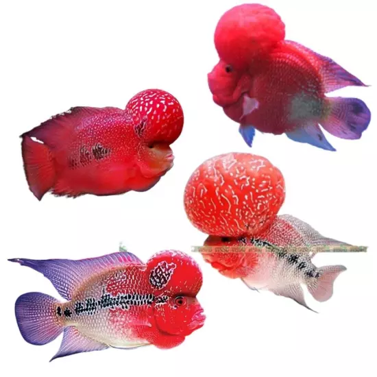 Fish Food Okiko Quick Red Head Mark Flowerhorn Cichlid Floating Pellets 100g x3