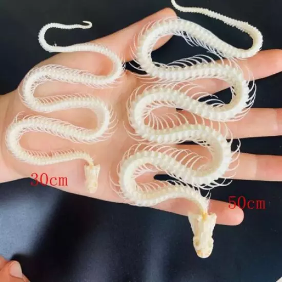 1pcs Snake skeleton model Collection snake bone model Crafts Gift DIY 30-120cm