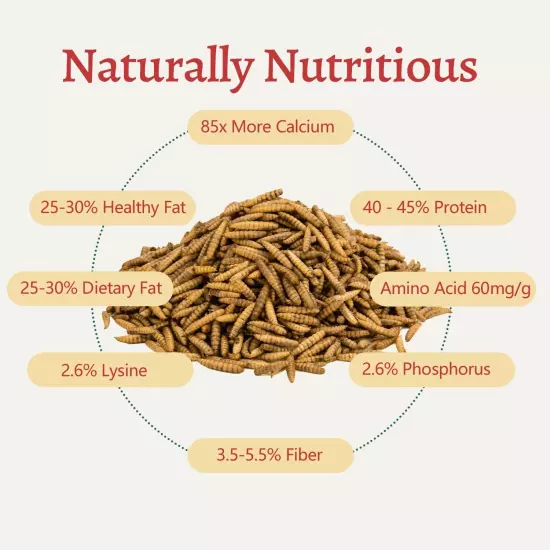 5.5LBS Dried BSF Larvae Superior to Dried Mealworm, 85x More Calcium Than Mea...