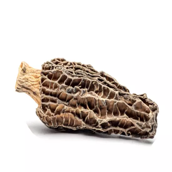 Dried Morel Mushrooms, Wild Morchellas