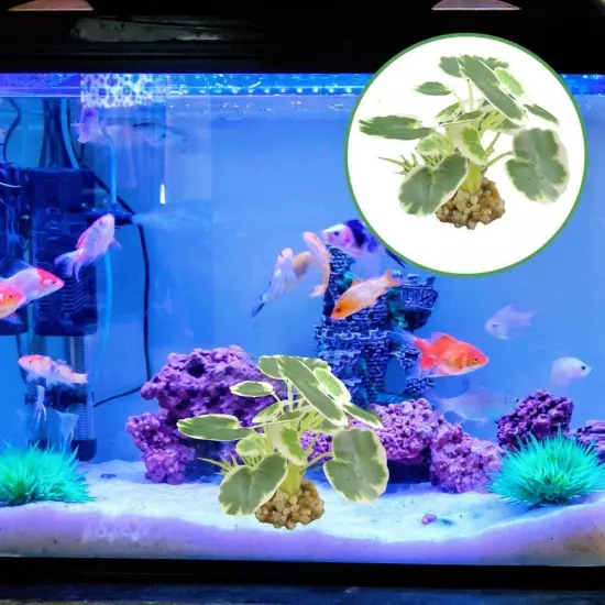 Artificial Waters Aquarium Silk Plastic Fish Tank Decoration K4C7