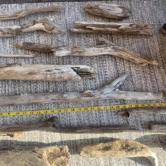 Taxidermy Natural Driftwood Lot of 15 Aquarium Reptile Fish Tank Lake Erie