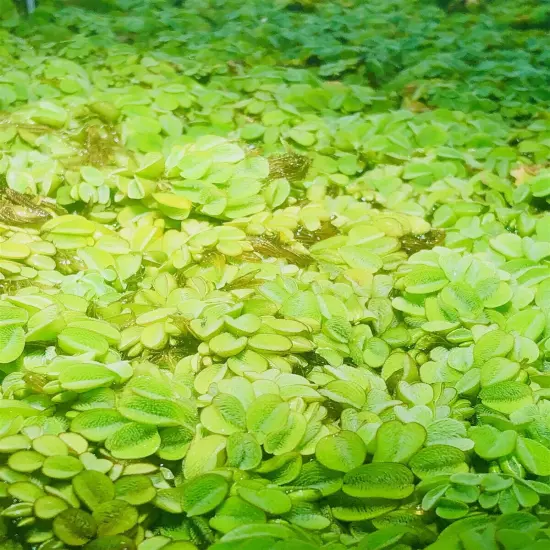 10 Salvinia Minima Live Floating Aquatic Plant Freshwater Aquarium & Pond Plants