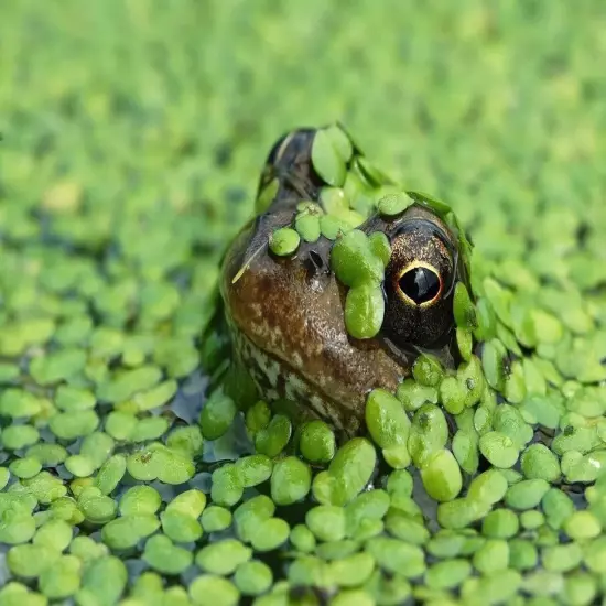 1 GALLON Duckweed live Plant BUY2GET1 FREE Aquarium POND NO PARASITES FAST