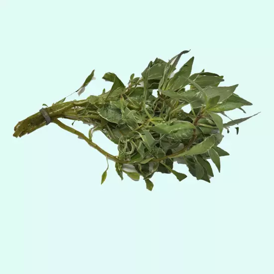 BUY 2 GET 1 FREE Ludwigia Inclinata "Verticillata White" Live Aquarium Plants