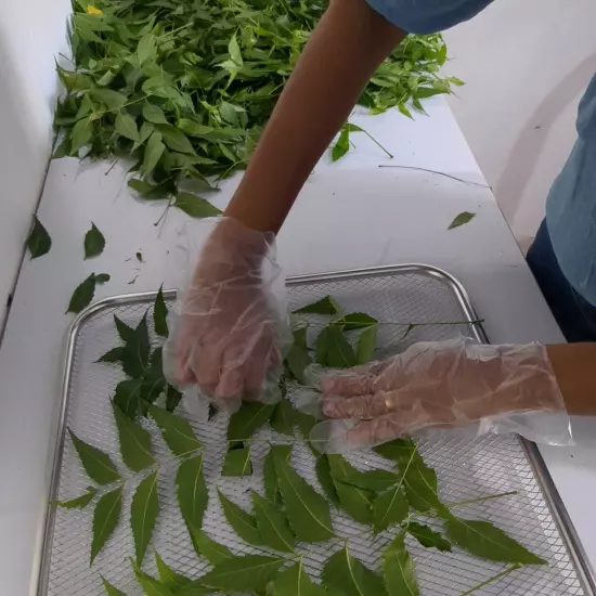 Freshly Picked Dried NEEM LEAVES Ceylon Herbal Pure Organic Premium Quality Herb