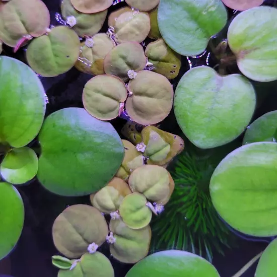 Red Root Floaters + Frogbit, 70 RR leaves & 7+ big FB plants, live aquarium