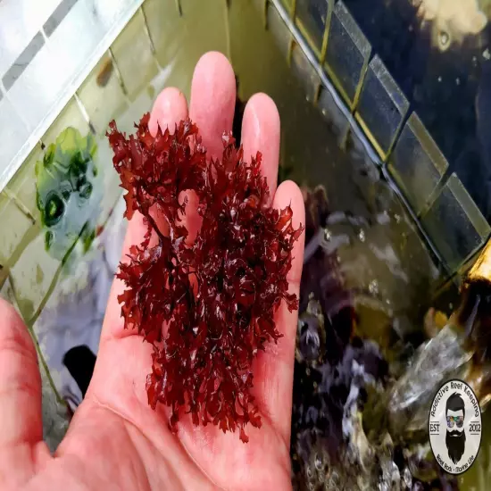 1 Cup Red Gracilari Hayi Saltwater Refugium Marine Macro algae