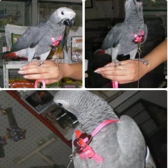 Adjustable Parrot/Bird Harness Multicolored