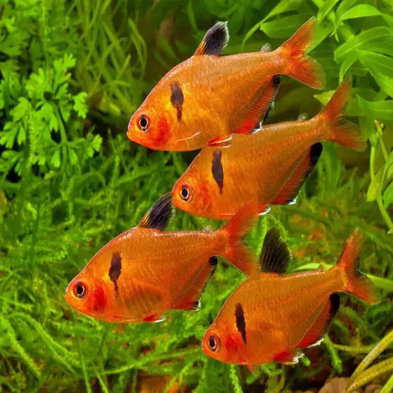 0.5mm Tropical & Community Floating Pellets for Tetras, Guppies, & Platys. WL