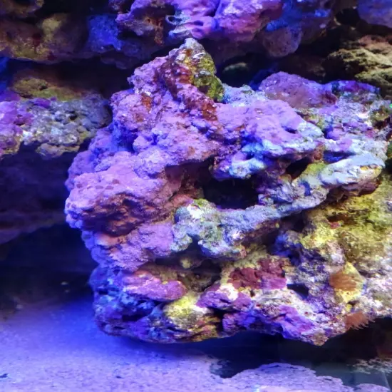 live marine coral reef rock