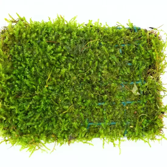 Java Moss Mats Vesicularia Dubyana Live Plants Aquatic Tank Nature Freshwater