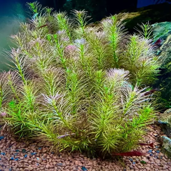 Package Bundle Rotala Wallichii Aquarium Live Plants Natural Freshwater Shrimp