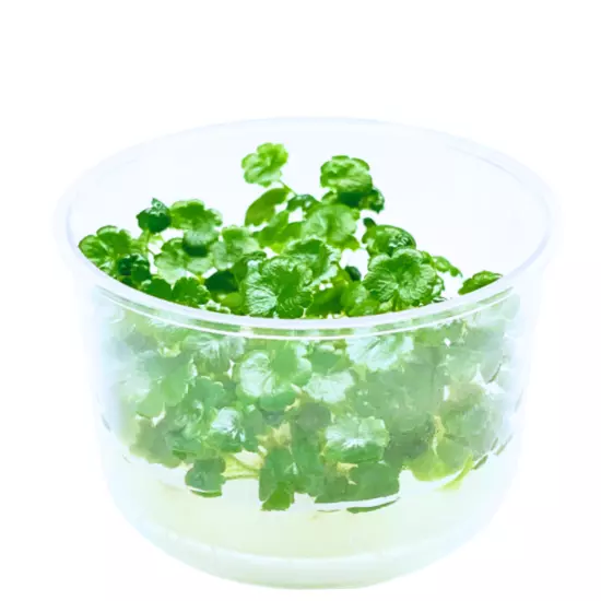 Buy2Get1Free Pennywort Hydrocotyle Tissue Culture Live Plant Freshwater Aquatic