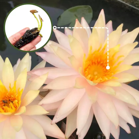 Buy2Get1Free Pink Sunny Hardy Waterlily Live Fresh Plants Pond Flower Colorful