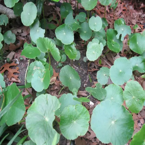 15 Brazilian Pennywort Water Ivy Hydrocotyle Live Aquarium Plant Round Leaves