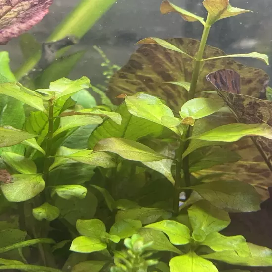 Ludwigia Palustris “super red” - Live Aquarium Plant