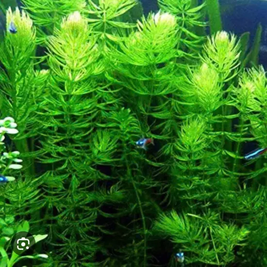 Hornwort LARGE AMOUNT (Ceratophyllum) Live Aquarium Pond Plant FAST GROW