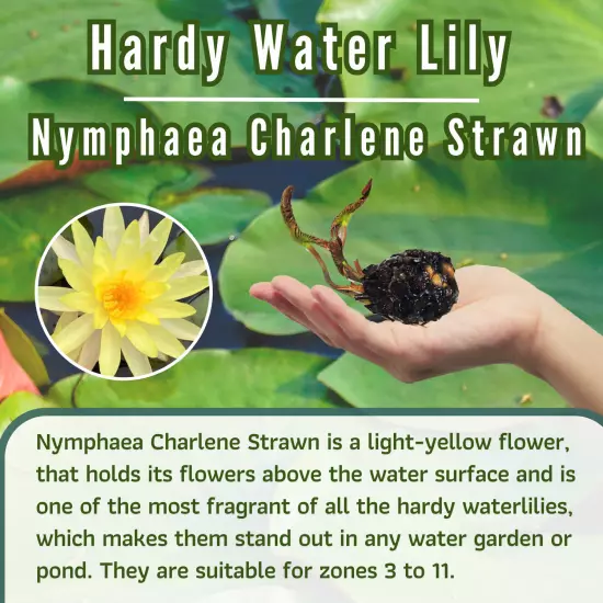 Buy2Get1Free Yellow Charlene Strawn Hardy Waterlily Live Pond Plants Flower Fish