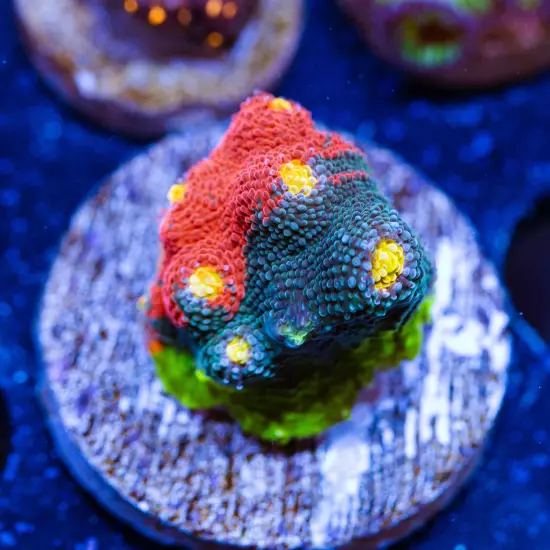 CB Rainbow Crush Chalice Coral (Large), WYSIWYG Live Coral