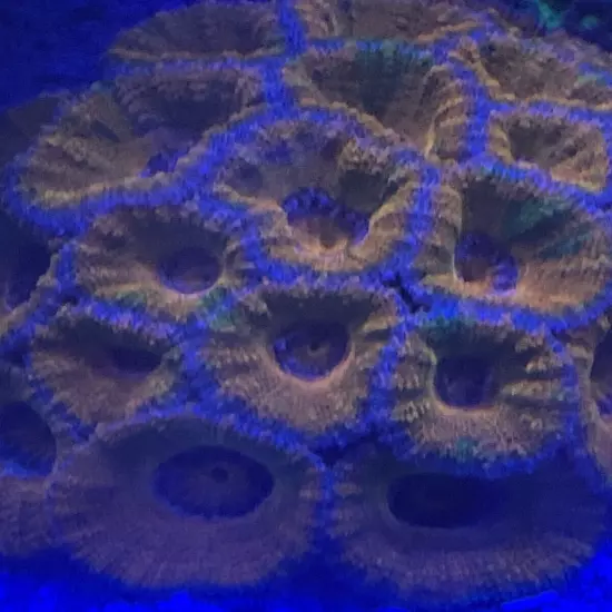 Frag pack live coral 20 Mixed Frags! Free Overnight Shipping