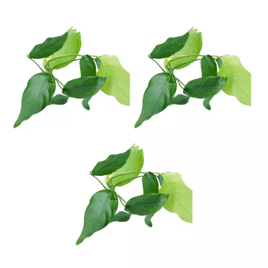 Package Loose Anubias Nana Live Aquarium Plants Decoration Tanks Freshwater Fish