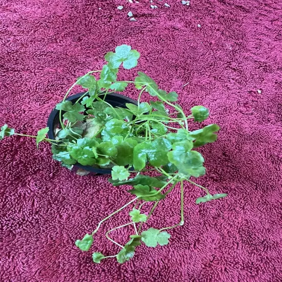 Dwarf Pennywort 'Japan’ H.tripartita Live Aquarium Plant